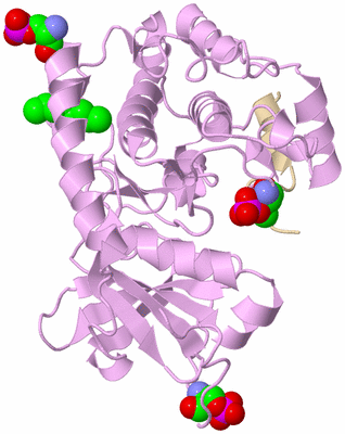 Image Asym./Biol. Unit