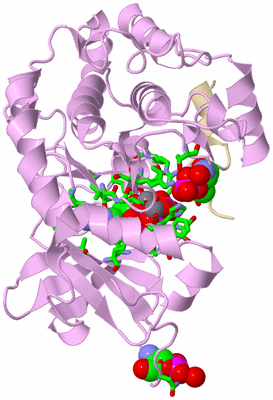 Image Asym./Biol. Unit - sites