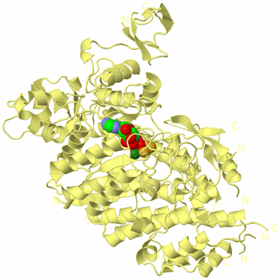 Image Biological Unit 4