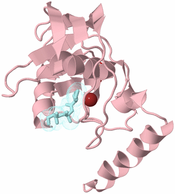 Image Biological Unit 3