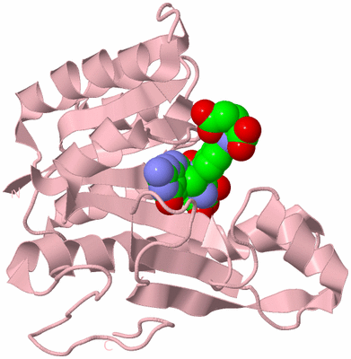 Image Biological Unit 3