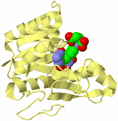 Image Biological Unit 4