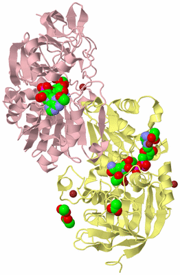 Image Biological Unit 4