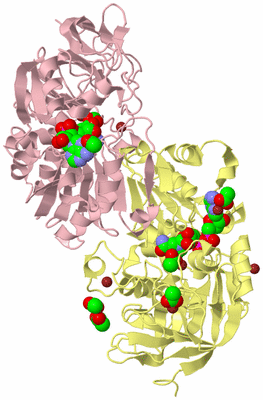 Image Biological Unit 4