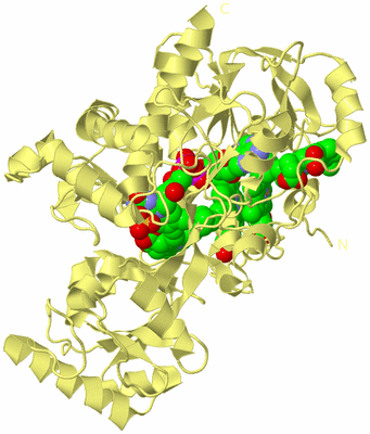 Image Biological Unit 4