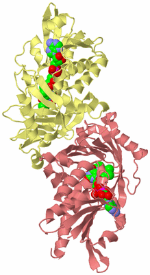 Image Biological Unit 4