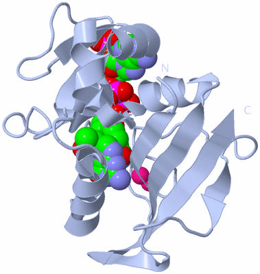 Image Biological Unit 1