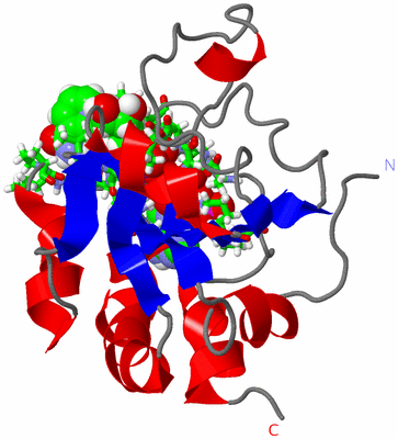 Image NMR Structure - model 1, sites