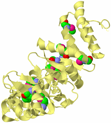 Image Biological Unit 4