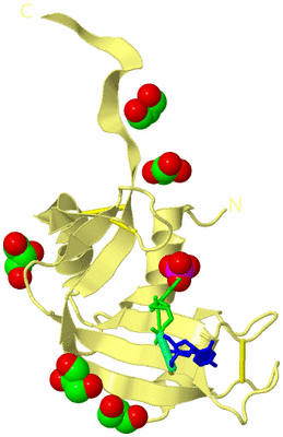 Image Biological Unit 4