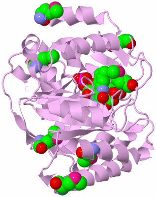 Image Biological Unit 4