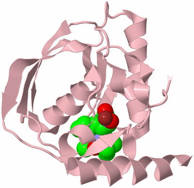 Image Biological Unit 3