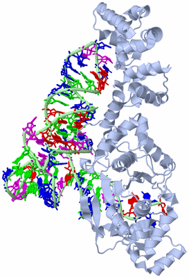 Image Biological Unit 1