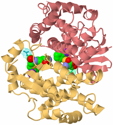 Image Biological Unit 4