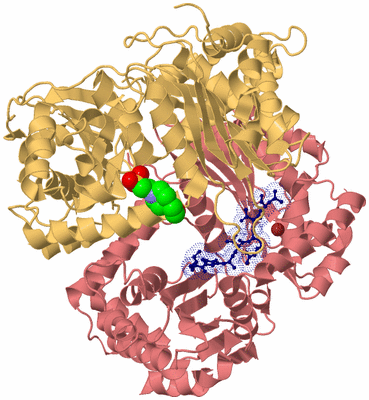 Image Biological Unit 4