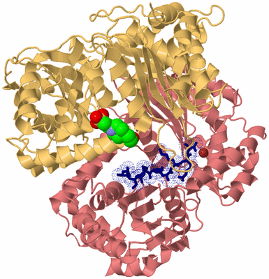 Image Biological Unit 4