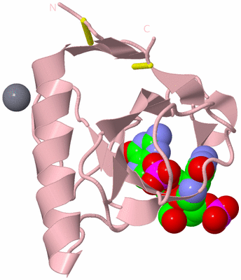 Image Biological Unit 3