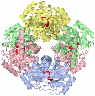 Image Biological Unit 1