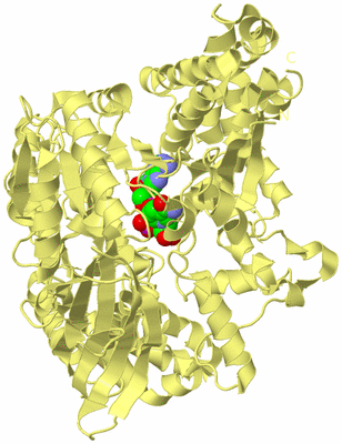 Image Biological Unit 4