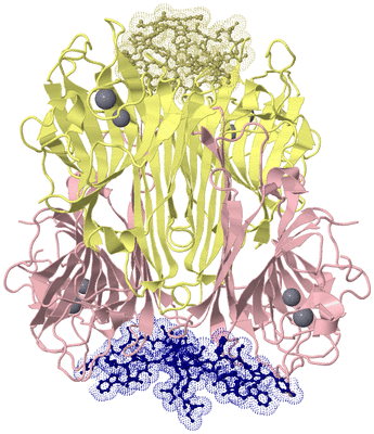 Image Biological Unit 2