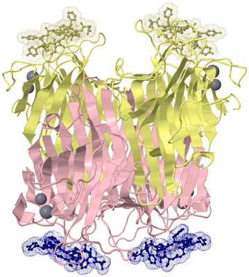 Image Biological Unit 2