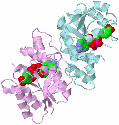 Image Biological Unit 3