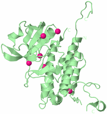 Image Biological Unit 2