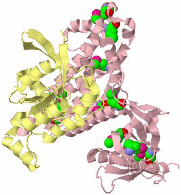 Image Biological Unit 2