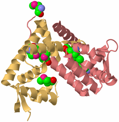 Image Biological Unit 4