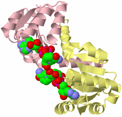 Image Biological Unit 2