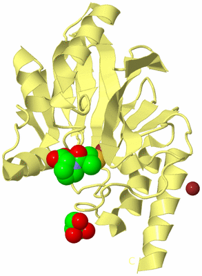 Image Biological Unit 4