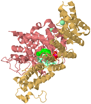 Image Biological Unit 4