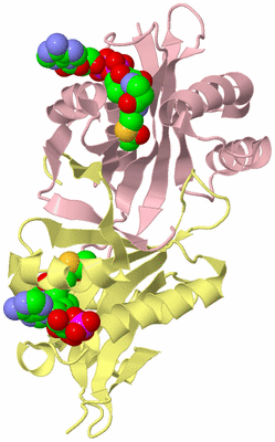 Image Biological Unit 2