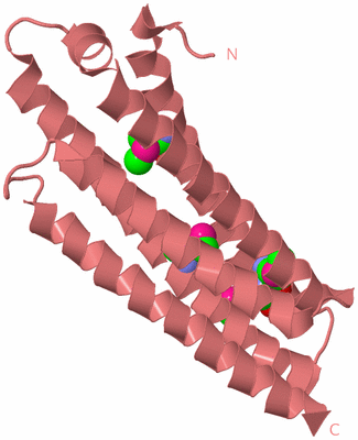 Image Biological Unit 7
