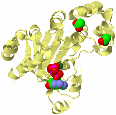 Image Biological Unit 4