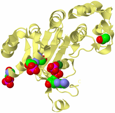 Image Biological Unit 4