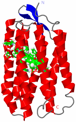 Image NMR Structure - model 1, sites