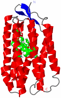 Image NMR Structure - model 1, sites