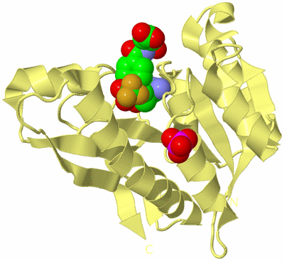 Image Biological Unit 4