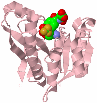 Image Biological Unit 3