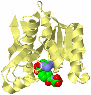 Image Biological Unit 4