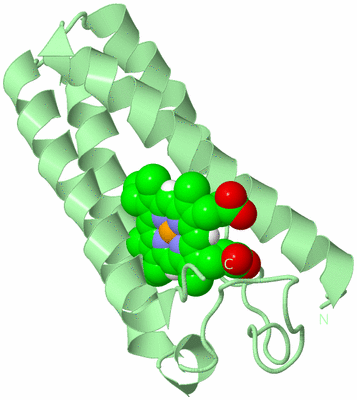 Image Biological Unit 2