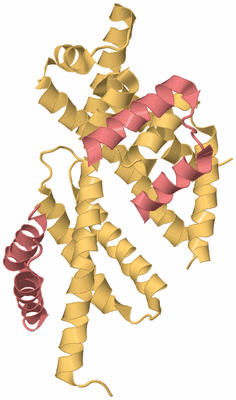 Image Biological Unit 4