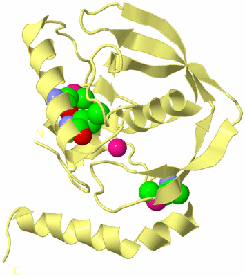 Image Biological Unit 4