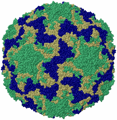 Image Biological Unit 1