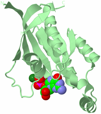 Image Biological Unit 2