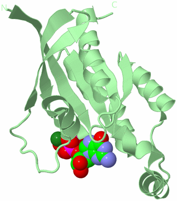 Image Biological Unit 2