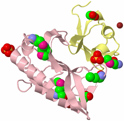 Image Biological Unit 2