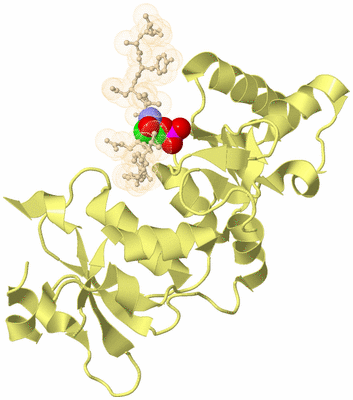 Image Biological Unit 4