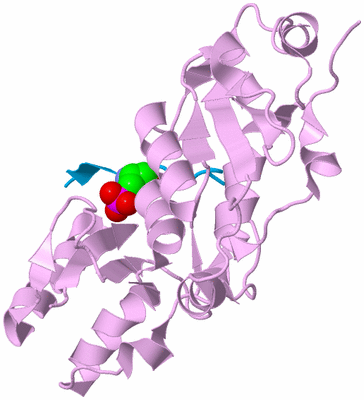 Image Biological Unit 5